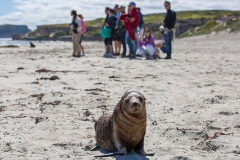 Kangaroo Island In A Day Tour From Adelaide - Southport Accommodation 0