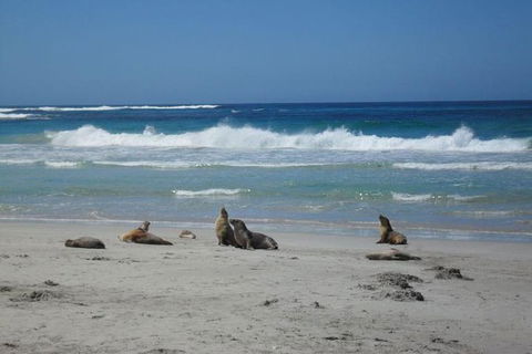 Kangaroo Island In A Day Tour From Adelaide - Southport Accommodation 1