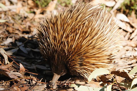 Kangaroo Island In A Day Tour From Adelaide - Southport Accommodation 2