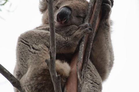 2-Day Kangaroo Island 4WD Small-Group Tour From Adelaide - Southport Accommodation 0