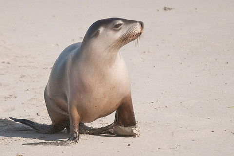 2-Day Kangaroo Island 4WD Small-Group Tour From Adelaide - Southport Accommodation 4