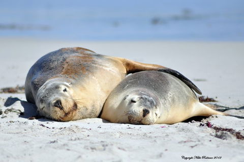 NEW TOUR - Kangaroo Island Road To Recovery Tour (1 Day/1 Night) - Southport Accommodation 1