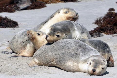 Small-Group Kangaroo Island 4WD Tour From Adelaide - Southport Accommodation 1
