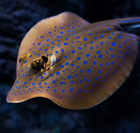 Cairns Aquarium Tour by Twilight with Drink and Appetiser - Southport Accommodation