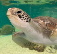 Cairns Aquarium Marine Life Encounter Ticket with 2-Course Lunch - Southport Accommodation