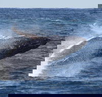 Whale Watching by Sea World Cruises - Southport Accommodation