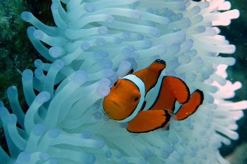 Seastar Luxury Outer Great Barrier Reef Island And Reef Tour From Cairns - Southport Accommodation 0