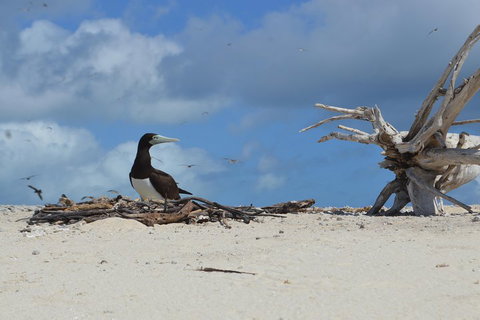 Seastar Luxury Outer Great Barrier Reef Island And Reef Tour From Cairns - Southport Accommodation 1