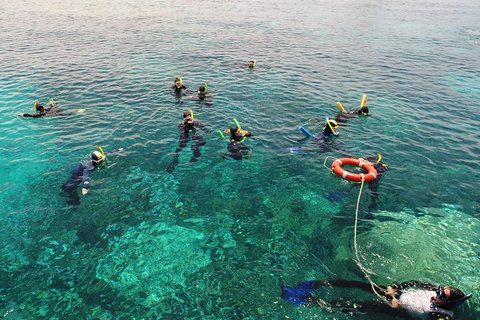 Seastar Luxury Outer Great Barrier Reef Island And Reef Tour From Cairns - Southport Accommodation 2