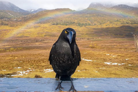 Cradle Mountain Park Explorer Guided Tour - Southport Accommodation 2