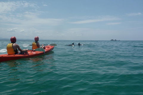 Kayaking With Dolphins In Byron Bay Guided Tour - Southport Accommodation 4