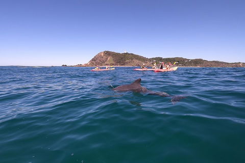 Kayaking With Dolphins In Byron Bay Guided Tour - Southport Accommodation 5