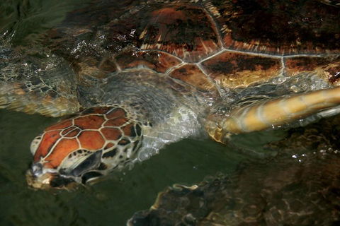 Cape Leveque 4WD Tour From Broome With Optional Return Flight - Southport Accommodation 2
