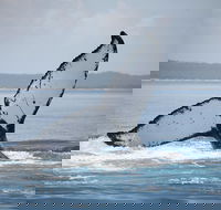 Hervey Bay Whale Watching Cruise - Accommodation Southport