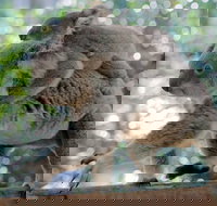 Lone Pine Koala Sanctuary Admission with Brisbane River Cruise