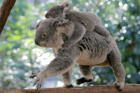 Lone Pine Koala Sanctuary Admission With Brisbane River Cruise - Accommodation Southport 0