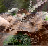 Melbourne Zoo General Entry Ticket - Accommodation Southport