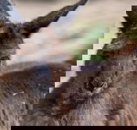 Australian Wildlife Tour at Melbourne Zoo Ticket - Accommodation Southport