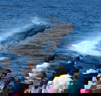 Tangalooma Island Resort Whale Watching Day Cruise - Accommodation Southport