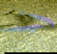 Tangalooma Island Resort Whale Watching Day Cruise with Dolphin Viewing - Accommodation Southport