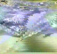 Tangalooma Island Resort Whale Watching Day Cruise with Dolphin Feeding - Accommodation Southport