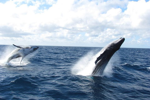 Tangalooma Island Resort Whale Watching Day Cruise With Dolphin Feeding - Southport Accommodation 1