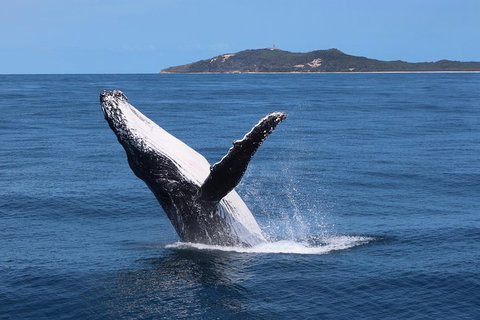 Tangalooma Island Resort Whale Watching Day Cruise With Dolphin Feeding - Southport Accommodation 3