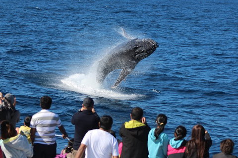Tangalooma Island Resort Whale Watching Day Cruise With Dolphin Feeding - Southport Accommodation 5