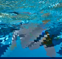 3 Day Whitsundays Sailing and Diving Adventure Kiana - Southport Accommodation
