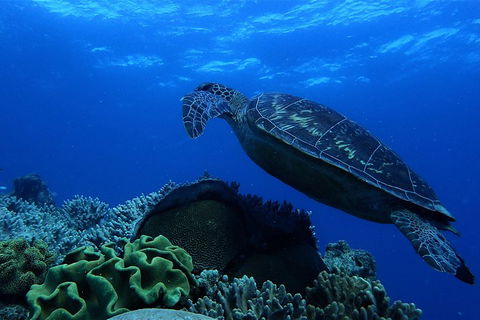3 Day Whitsundays Sailing And Diving Adventure: Kiana - Southport Accommodation 2