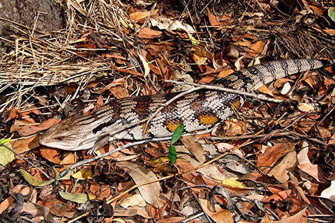 Hartley's Crocodile Adventures General Entry Ticket - Accommodation Southport 5