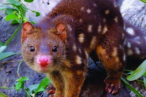 Hartley's Crocodile Adventures Breakfast With The Koalas - Accommodation Southport 2