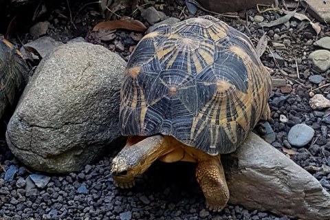Hartley's Crocodile Adventures Breakfast With The Koalas - Accommodation Southport 4