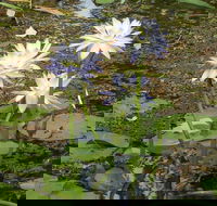 Yellow Water Cruise - Kakadu - Accommodation Southport