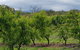 Yarra Valley Wineries And Rayners Orchard Tour From Melbourne - thumb 2