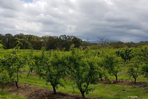 Yarra Valley Wineries And Rayners Orchard Tour From Melbourne - Accommodation Southport 4