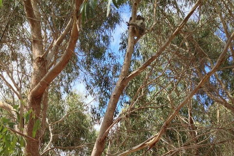 Kangaroo Island 4WD Tour - Best Of KI In 2 Days - Accommodation Southport 0