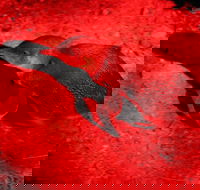 Small-Group Kangaroo Island 4WD Night Tour - Accommodation Southport