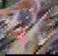 After Dark Tasmanian Devil Feeding Tour at Cradle Mountain - Southport Accommodation