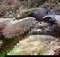 Day Keeper Tour - Southport Accommodation