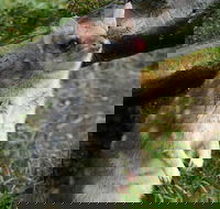 1-Hour Tasmanian Devil Feeding Day Tour at Cradle Mountain - Southport Accommodation