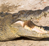 4-Day Cairns Ultimate Combo Daintree Rainforest Reef Kuranda  Paronella Park - Southport Accommodation