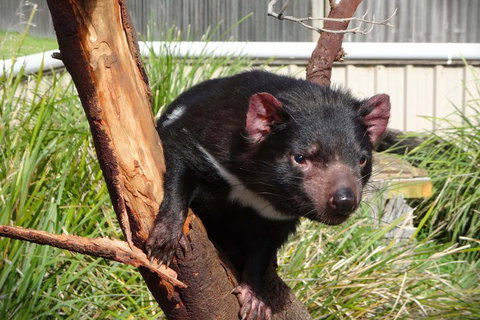 Tasmania 4 Day East Coast + Launceston - Accommodation Southport 2