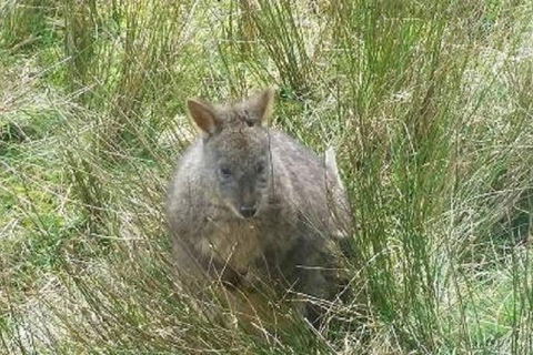 Leven Canyon Day Trip Including Wings Wildlife Park Or Gunns Plains Caves - Southport Accommodation 3