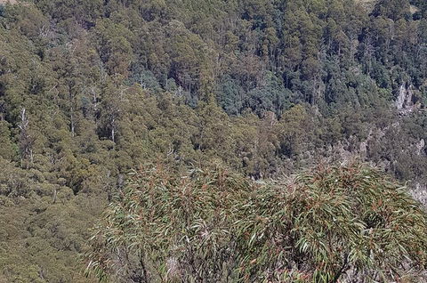 Leven Canyon Day Trip Including Wings Wildlife Park Or Gunns Plains Caves - Southport Accommodation 4