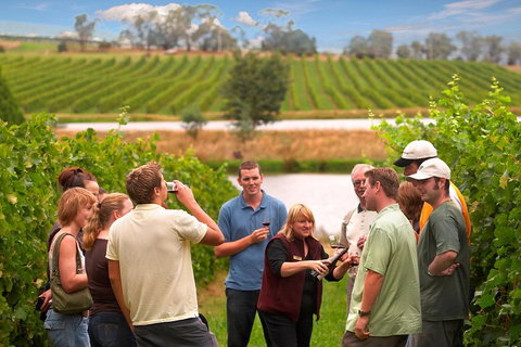 Yarra Valley Balloon Flight And Winery Tour - Accommodation Southport 4