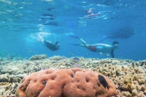 Great Barrier Reef Day Cruise To Reefworld - Southport Accommodation 1