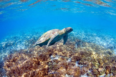 Great Barrier Reef Day Cruise To Reefworld - Southport Accommodation 5