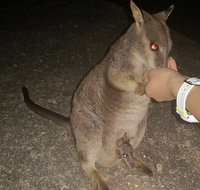 Private Tour to Paronella Park Historic Village Herberton and wild life Wallaby - Southport Accommodation