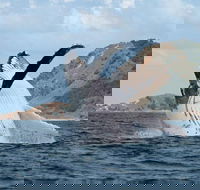 Byron Bay Whale Watching Cruise - Southport Accommodation